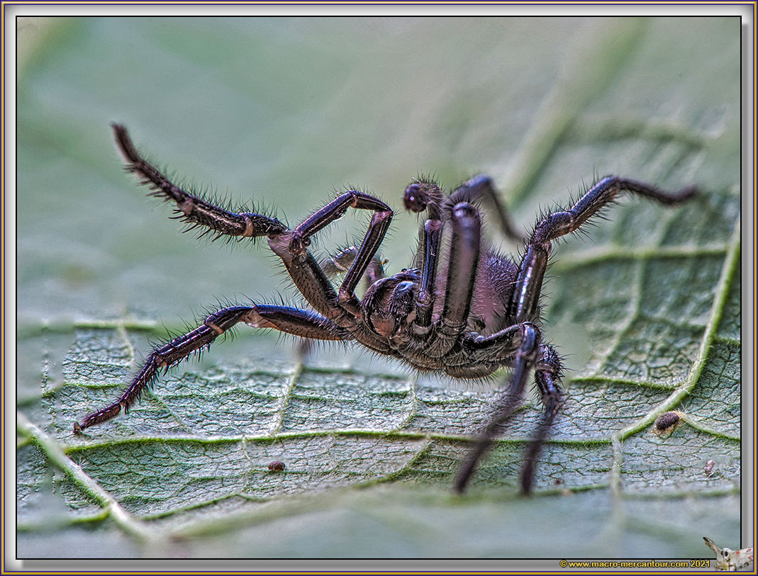 Atypus SP